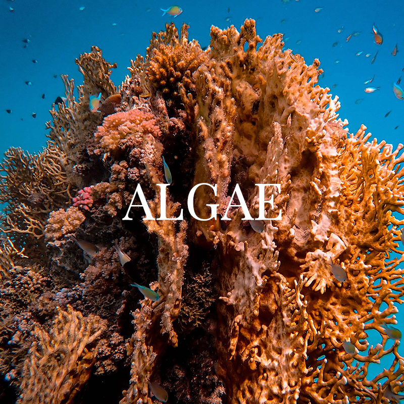 ALGAE