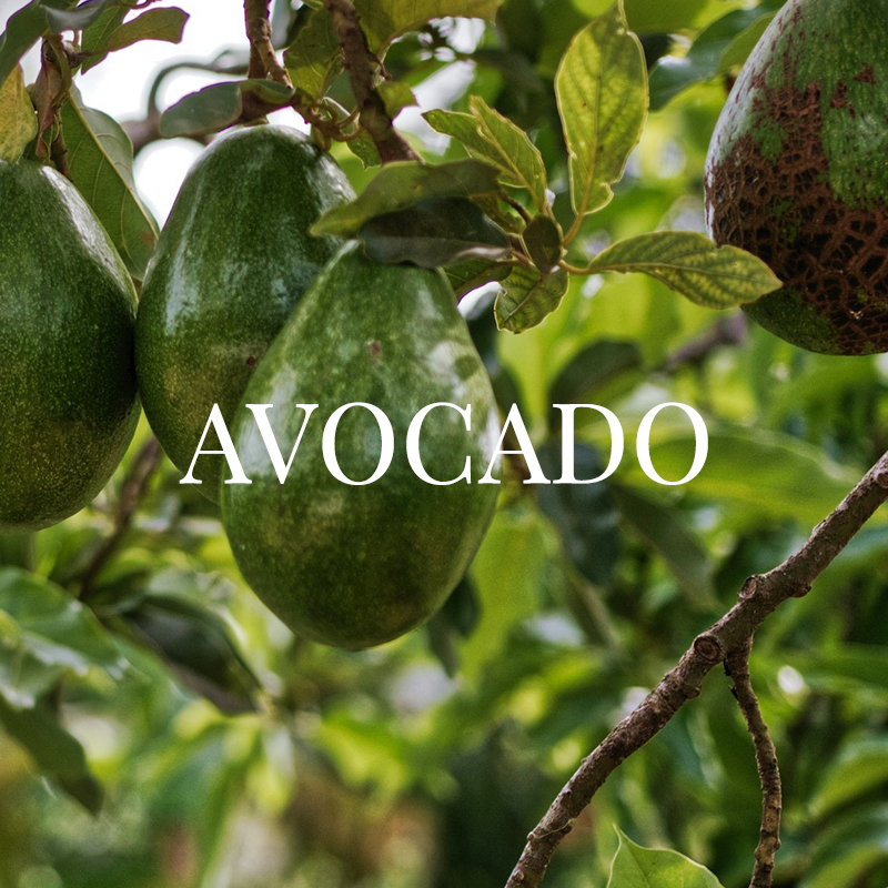 AVOCADO