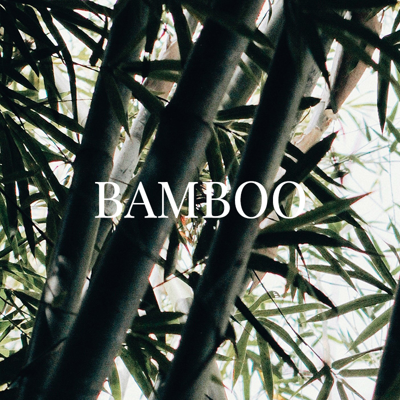 BAMBOO
