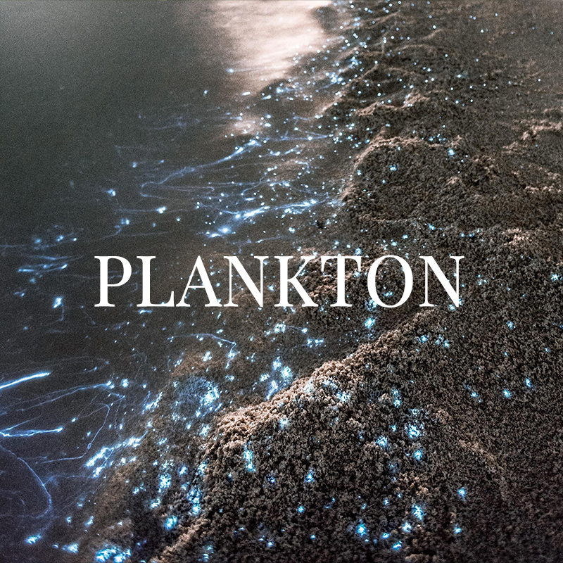 Plankton