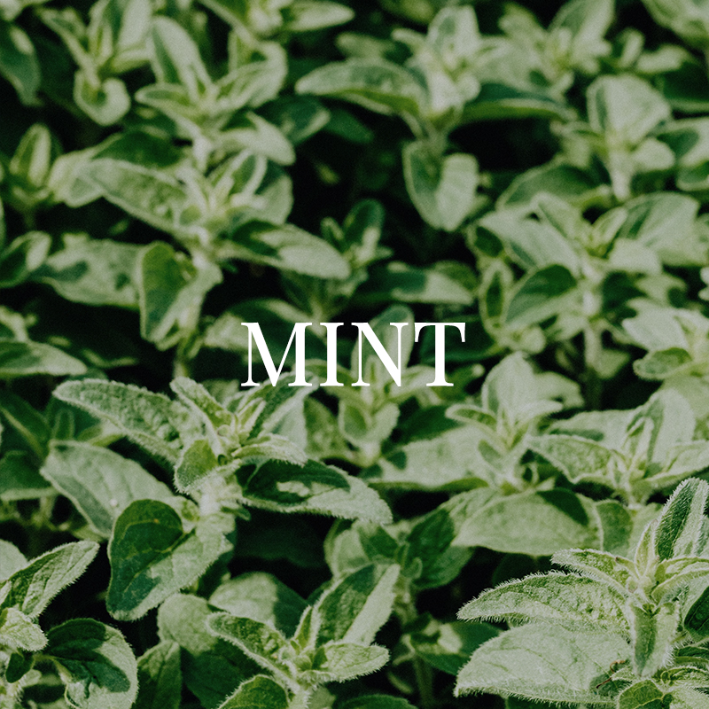 MINT